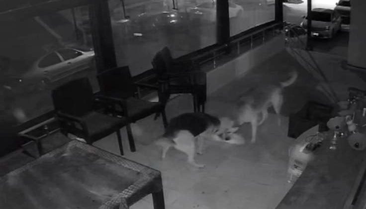 İki sokak köpeğinin, kediye saldırı anı kamerada