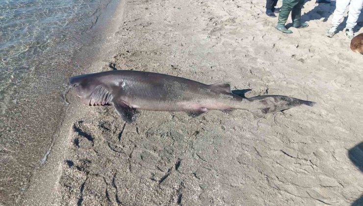 Tekirdağ’da sahilde köpek balığı bulundu