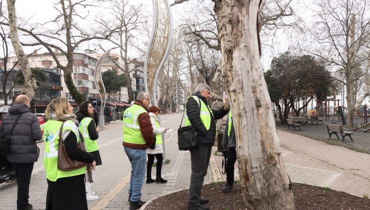 Yalova’da tarihi anıt ağaçlar uzmanlar tarafından incelendi
