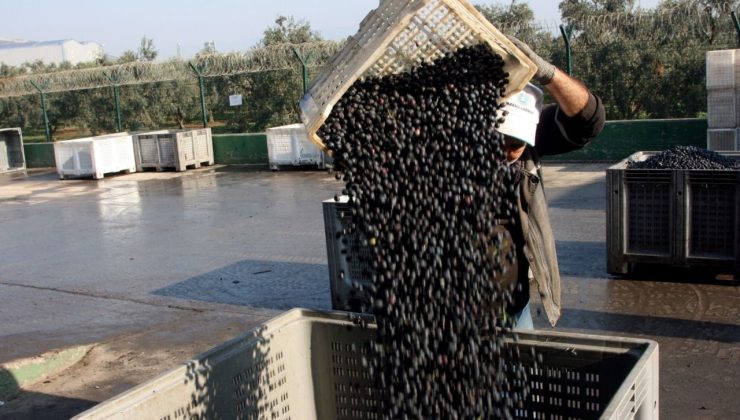Zeytin alımları tamamlanıyor
