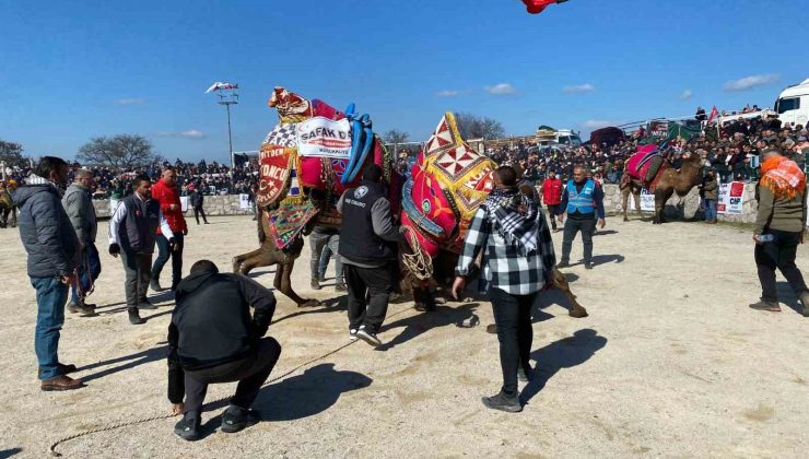 Ayvacık’ta deve güreşleri nefesleri kesti
