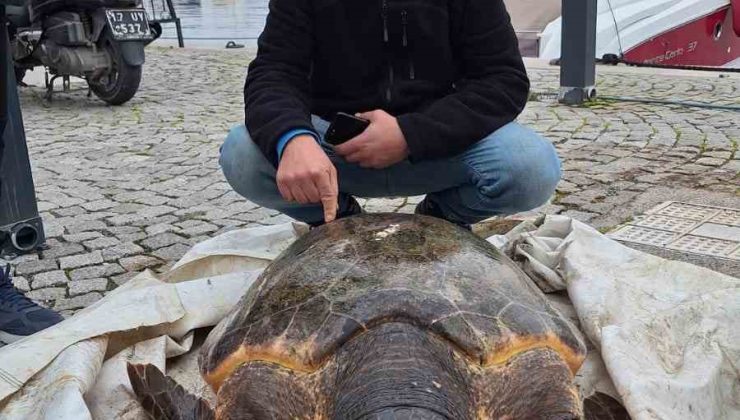 Çanakkale Boğazı’nda yolunu şaşıran caretta caretta yat limanına girdi