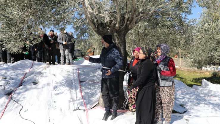 Edremit’te zeytin hasadı Meci geleneği ile son buldu