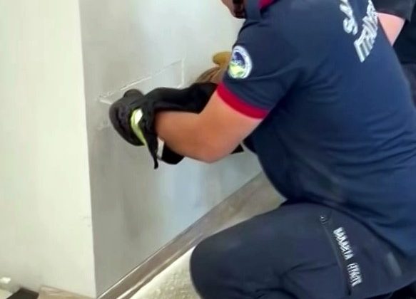 Fabrika duvarına sıkışan yavru kedinin imdadına itfaiye yetişti