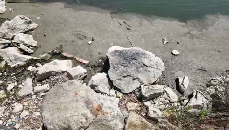 Bakırköy Botanik Parkı 14 aydır kapalı: “Bir çevre katliamıyla karşı karşıyayız”