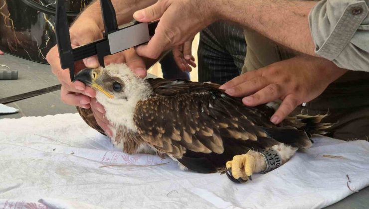 Şah kartalları ve leylekler halkalanıyor