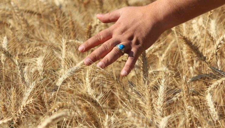 Küresel hububat üretiminde tüm zamanların en yüksek seviyesi bekleniyor