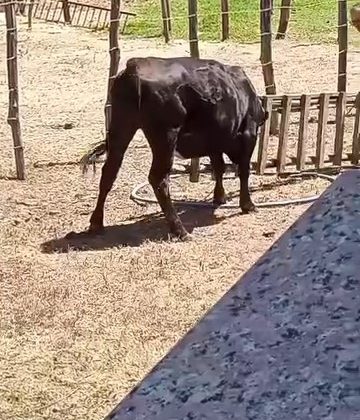Meraklı ineğin başı sıkıştı
