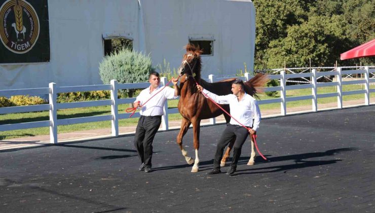 58 tay 25 milyon liraya satıldı