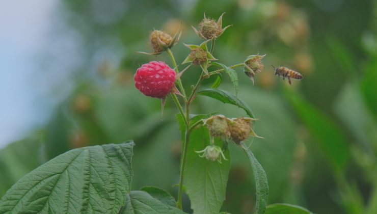 Ahududu, merkezi Bursa’da yok olmak üzere