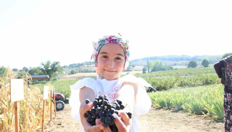 Aronya yetiştiriciliğinde Türkiye 3’üncüsü olan Çanakkale’de ilk hasat gerçekleştirildi