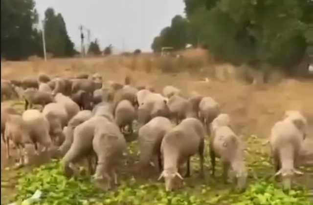 “Biberlerin para etmediği için hayvanlara yedirildiği” iddiasının gerçeği yansıtmadığı ortaya çıktı