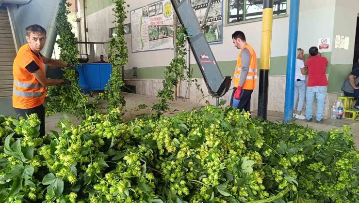 Bilecik’te ’yeşil altın’ diye adlandırılan şerbetçiotunun hasadı başladı