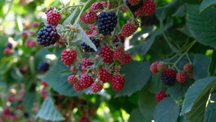 Böğürtlenin merkez üssünde hasat başladı