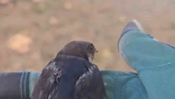 Çanakkale’de tedavisi tamamlanan yavru kırlangıçlar doğaya salındı