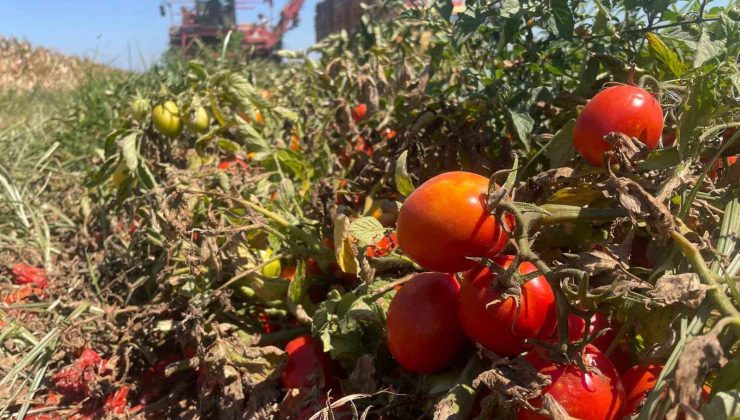 Ekim alanı daralan domateste fiyatlar çiftçi lehine 3’e katladı
