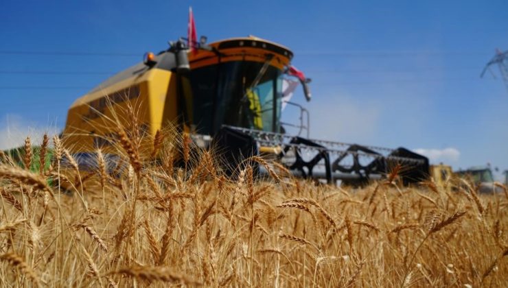 Ekonomik olmayan 5 binin üzerinde biçerdöver hasat yapıyor