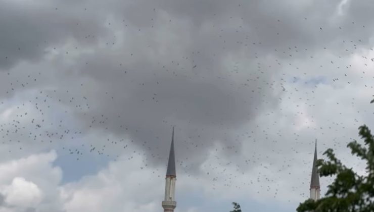 Güneye göç eden yüzlerce leylek İstanbul semalarında