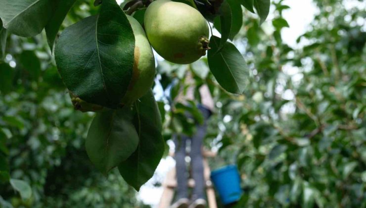 İtalyanlardan öğrenen Bursalı çiftçiler İtalyanları geride bıraktı