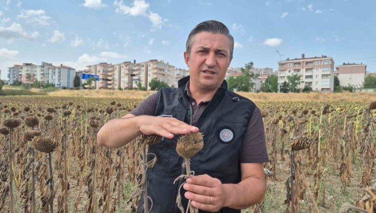 Kendilerine kepçeyle, çiftçiye çay kaşığıyla: Trakya Birlik’e tepki büyüyor