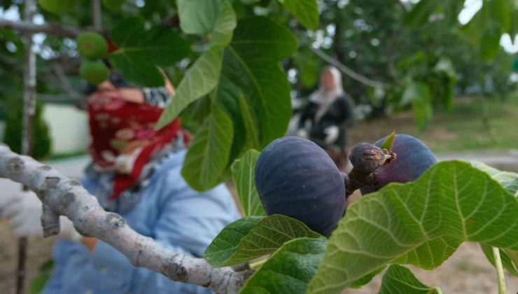 Kraliçe incirinde hasat ve ihracat başladı