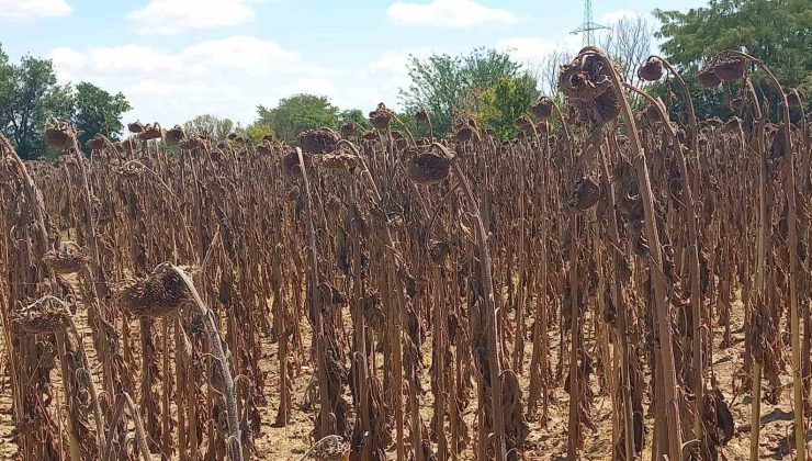 Kuraklık ayçiçeğini vurdu