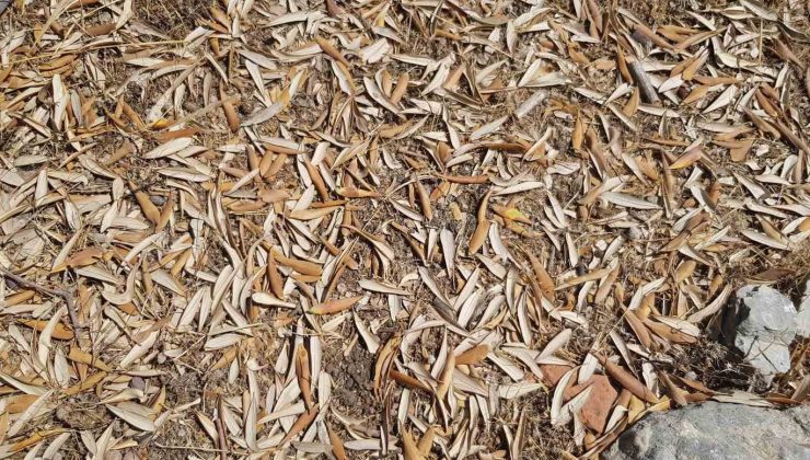 Kuraklık zeytin ağaçlarını verim ve kalitede vurdu