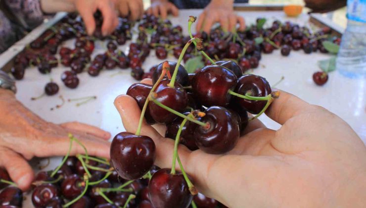 Meyve sebze ihracatçısı ürün eksikliği ve dövizle boğuşuyor