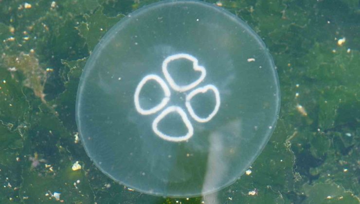 Müsilaj bitti bu kez denizanası kabusu başladı