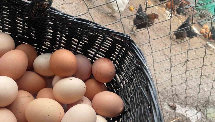 Okulların açılması yumurtayı “Mayıs çukuru”ndan kurtaracak