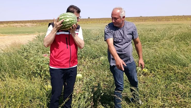 Tekirdağ’da karpuz üretimine yakından takip
