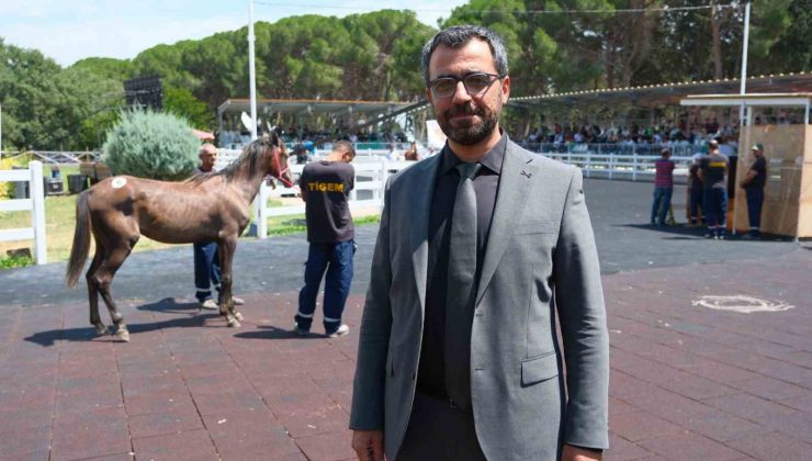 TİGEM tay satışı ve koşulardan bu yıl 500 milyon lira gelir bekliyor