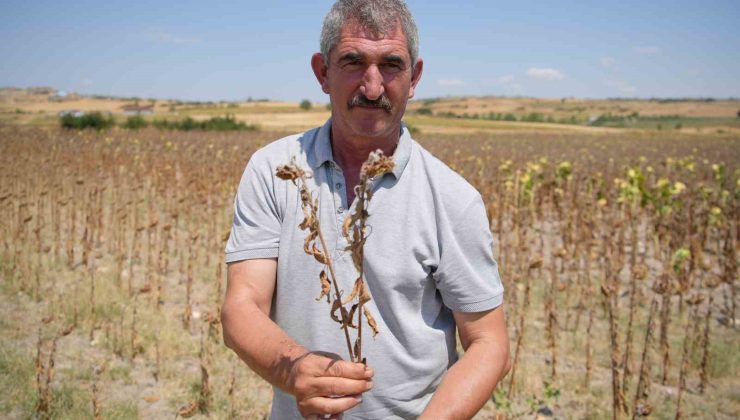 Trakya Birlik’in ayçiçeği avans fiyatına tepki: “Çiftçi şokta”