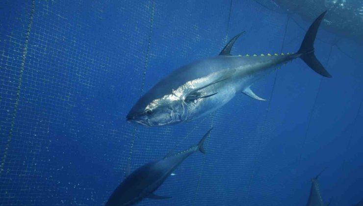 Türkiye yakalıyor, Japonya ve Güney Kore yiyor