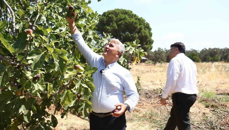Zeytinlikler arasındaki ’bal’lı lezzet: Havran siyah inciri