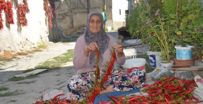 160 yıldır aynı tohumdan acı biber üretiyorlar