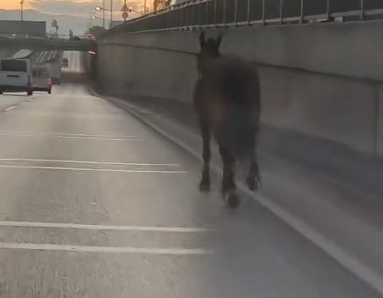 Başıboş at trafikte tehlike saçtı