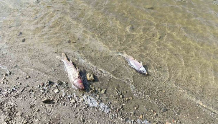 Burcun Göleti’nde balık ölümleri