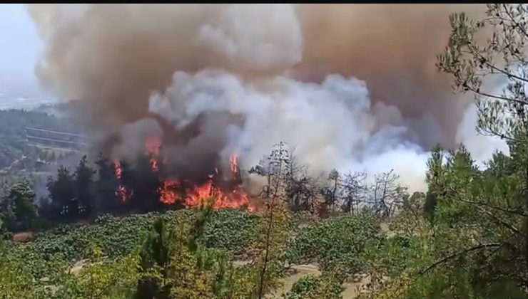 Bursa’daki orman yangını büyüyor