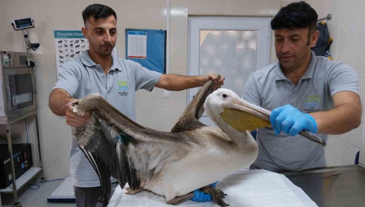 Büyükçekmece’de göç yolculuğunda yaralanan pelikana ilk müdahale yapıldı