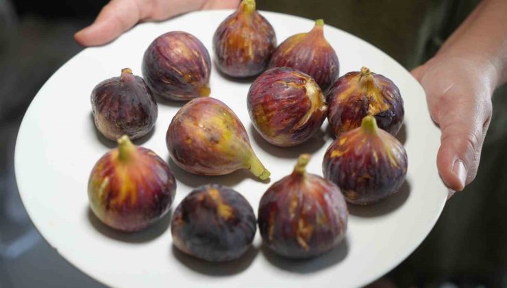 Daha sağlıklı yaşamak için inciri kabuğu ile yiyin