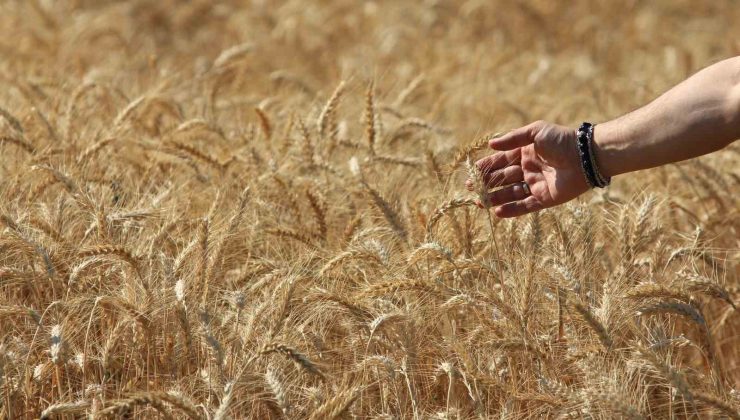 Dünya tahıl üretim tahminlerinde keskin artış