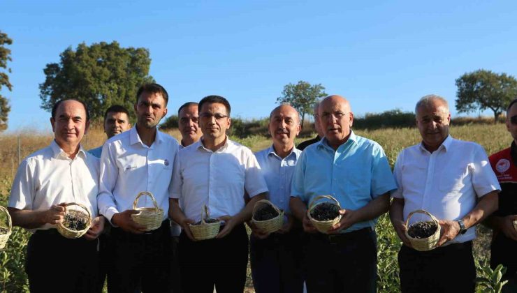 Gönen’de 2. aronya hasadı yapıldı