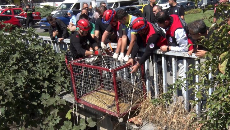 Menfezde mahsur kalan köpeği Başkan Bahadır kurtardı