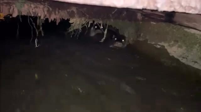 Su samurları sulama kanalında görüntülendi