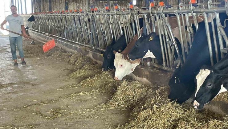 Süt üreticilerinden ’yem dayatması’na tepki