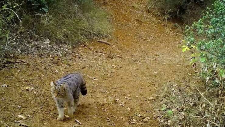 Uludağ’ın zirvesi doğal hayvanat bahçesi