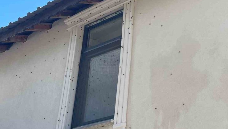 Kahverengi kokarca böceği istilası