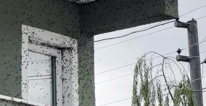 Kahverengi kokarcaların sardığı bina adeta renk değişti