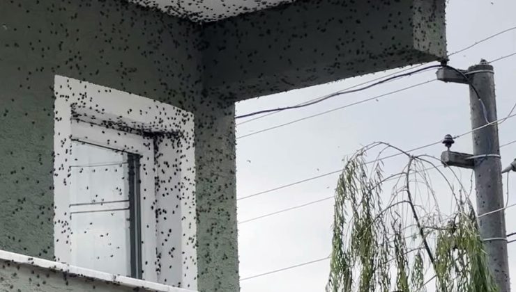 Kahverengi kokarcaların sardığı bina adeta renk değişti